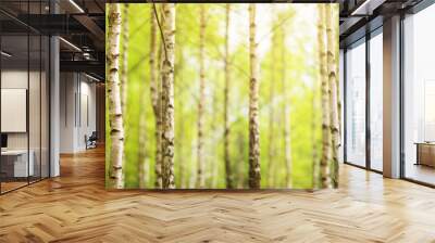 birch tree forest in morning light with sunlight Wall mural