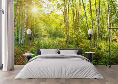 birch tree forest in morning Wall mural