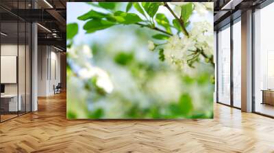 blurred plum tree background in bloom in spring Wall mural