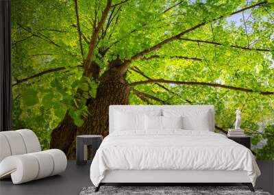 Old giant linden tree with fresh young foliage. Wall mural