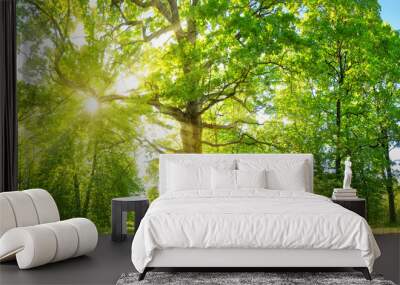 old oak tree foliage in morning light with sunlight Wall mural