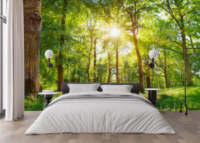 old oak tree foliage in morning light with sunlight Wall mural