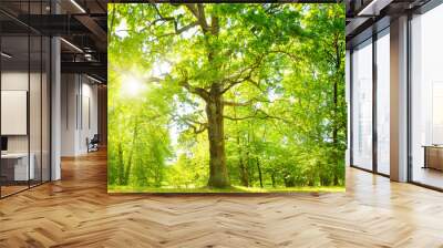 old oak tree foliage in morning light with sunlight Wall mural