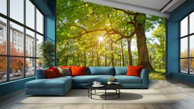 old oak tree foliage in morning light with sunlight Wall mural