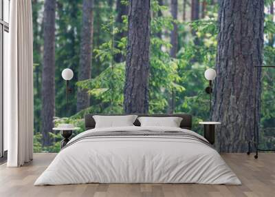 Panoramic view of the coniferous forest in spring in the evening. Wall mural