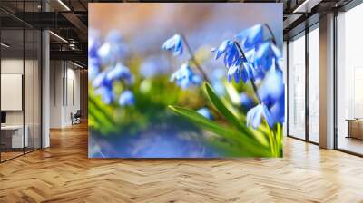 Panoramic view to spring flowers in the park Wall mural