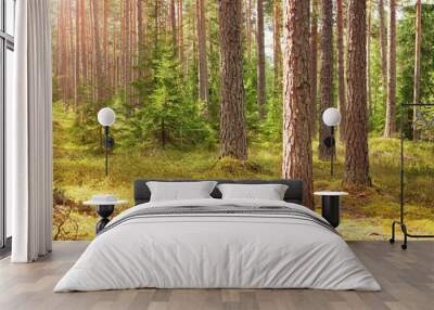 pine forest panorama in summer. Trees in the woods with beautiful sunlight Wall mural