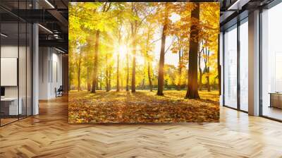 trees with multicolored leaves in the park Wall mural