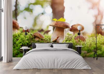 Whild Mushrooms outdoors in the forest in autumn Wall mural