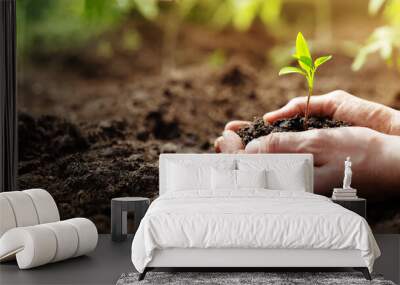 Woman hands taking care of a seedling in the soil. Wall mural