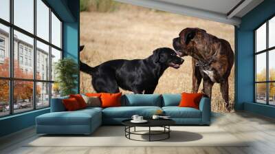 chiens  amis  labrador  et cane  corso' Wall mural