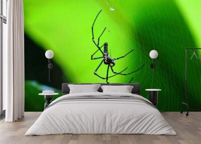 Spider plays on net Wall mural