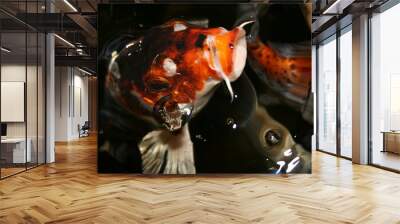 exotic fish, japan koi Wall mural