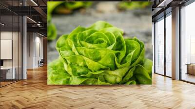 Closeup shot of a young spring organic lettuce planted in a greenhouse Wall mural