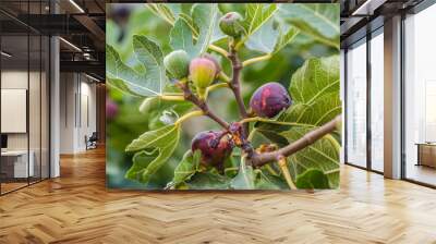 Ripe fig fruits in the canopy of the tree  Wall mural