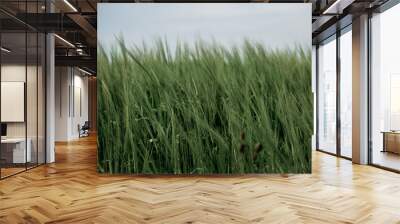 Meadow of tall grass Wall mural