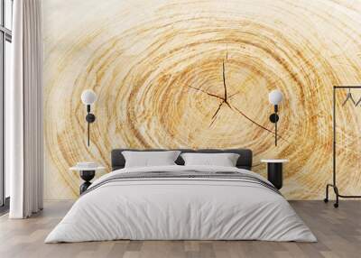 Wooden stump isolated on the white background. Round cut down tree with annual rings as a wood texture. Wall mural