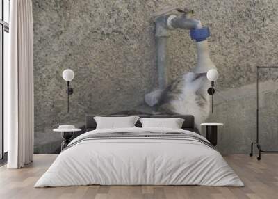 Un gatito gris con blanco  Wall mural