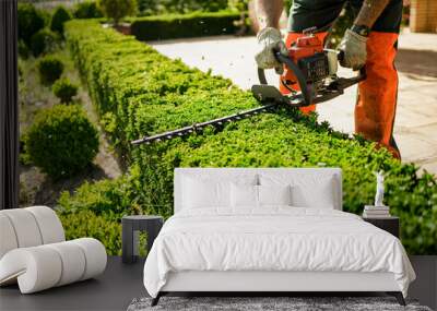 Home and garden concept. Hedge trimmer in action. Shrub trimming work. Wall mural