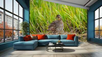 Bobwhite Quail  Wall mural