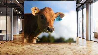 A young pasture fed calf on a rural organic farm.  Wall mural