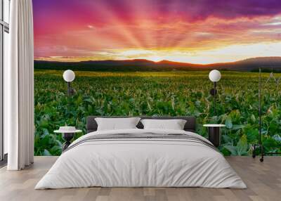 Soybean field, agriculture farm landscape with a beautiful red sky sunrise over the mountain in southern Tennessee. Wall mural