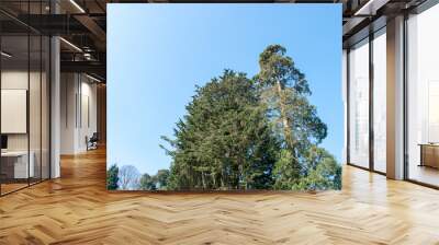 Tall trees against a blue sky Wall mural