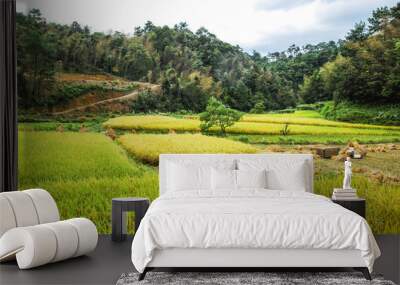 The rice fields scenery in autumn season  Wall mural