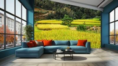 The rice fields scenery in autumn season  Wall mural