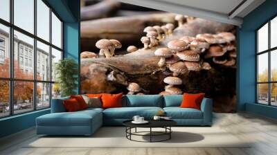 Shiitake on wooden logs 2 Wall mural