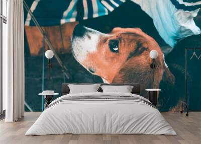 BEAGLE Wall mural