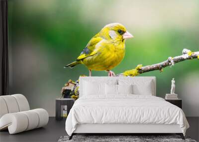 European Greenfinch-The European Greenfinch, or just Greenfinch Wall mural