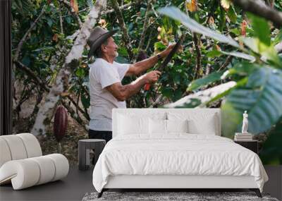 farmer old man in cocoa plantation, tending and harvesting Wall mural