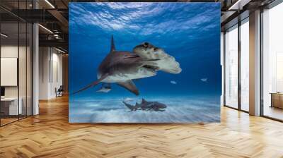 Great hammerhead shark in caribbean sea Wall mural