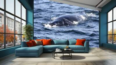 ballenas jorobadas 2 Wall mural