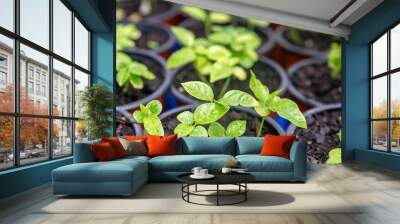 Growing two week germination pots of purple passion fruit vine sprouts, species Passiflora edulis, commonly used as garden ornamental climber besides agriculture production. Wall mural