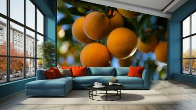 Ripe oranges fruits on the tree Wall mural