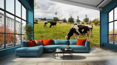 cows in the field Wall mural