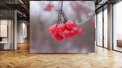 red berries in snow Wall mural