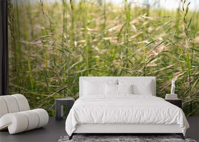 brome grass in bright sunlight Wall mural