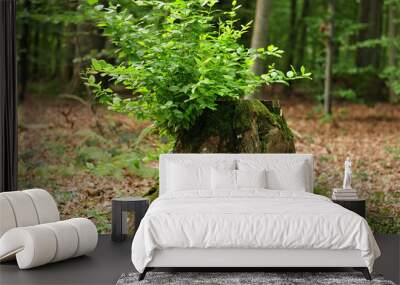 fresh green branches growing out of tree stump Wall mural