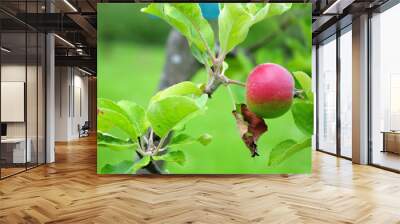 single fruit at branch of an apple tree Wall mural