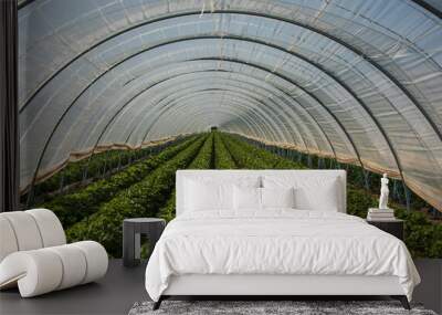 view into a polytunnel with strawberry plants Wall mural