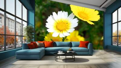 daisey two tone Wall mural