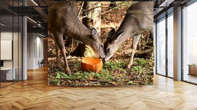 Autumn scene of two White-Tailed Deer on the edge of a forest eating discarded pumpkins after Halloween Wall mural