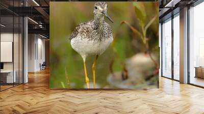 Close up of a Lesser Yellowlegs sandpiper walking througha fresh water marsh  Wall mural