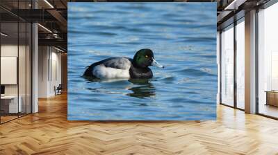 Greater Scaup duck drake Wall mural