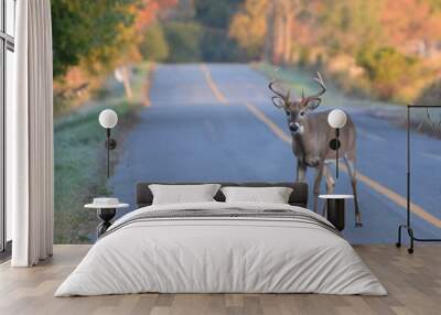 White tailed deer buck walking on road Wall mural