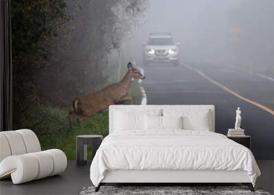 White tailed deer doe walking on road through morning fog in front of an oncoming car	 Wall mural