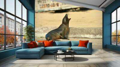 Sea lion on the shore Wall mural